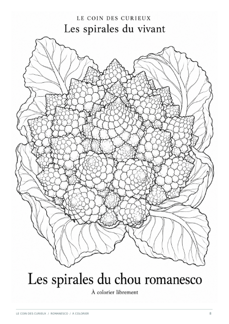 Aperçu du coloriage du chou romanesco